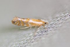 Argyresthia canadensis by (c) Owen Strickland, some rights reserved (CC BY), uploaded by Owen Strickland. Used under a CC-BY license.