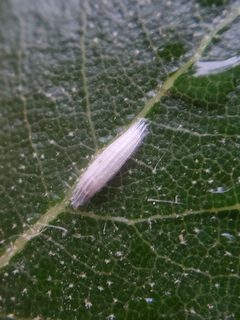 Bucculatrix albertiella by (c) Mary K. Hanson, some rights reserved (CC BY), uploaded by Mary K. Hanson. Used under a CC-BY license.