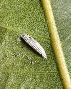 Bucculatrix albertiella by (c) Henrik Kibak, some rights reserved (CC BY), uploaded by Henrik Kibak. Used under a CC-BY license.