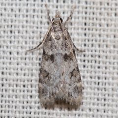 Scoparia palloralis by (c) Ken-ichi Ueda, some rights reserved (CC BY), uploaded by Ken-ichi Ueda. Used under a CC-BY license.
