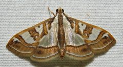 Glyphodes pyloalis by (c) David Dodd, some rights reserved (CC BY), uploaded by David Dodd. Used under a CC-BY license.