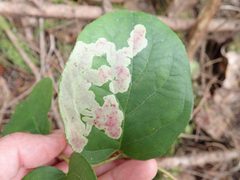 Cameraria gaultheriella by (c) John Brew, some rights reserved (CC BY), uploaded by John Brew. Used under a CC-BY license.