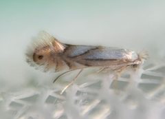 Phyllonorycter obscuricostella by (c) Thomas Irvine, some rights reserved (CC BY), uploaded by Thomas Irvine. Used under a CC-BY license.