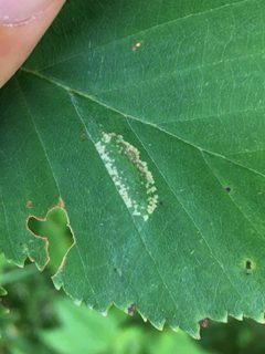 Phyllonorycter obscuricostella by (c) Mathew* Zappa, some rights reserved (CC BY), uploaded by Mathew* Zappa. Used under a CC-BY license.