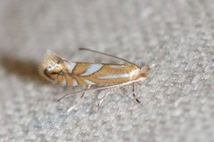 Phyllonorycter propinquinella by (c) Owen Strickland, some rights reserved (CC BY), uploaded by Owen Strickland. Used under a CC-BY license.