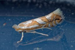 Phyllonorycter propinquinella by (c) Christian Back, some rights reserved (CC BY), uploaded by Christian Back. Used under a CC-BY license.
