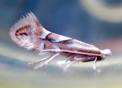Phyllonorycter scudderella by (c) Thomas Irvine, some rights reserved (CC BY), uploaded by Thomas Irvine. Used under a CC-BY license.