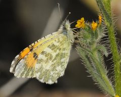Anthocharis cethura by (c) Roger Rittmaster, some rights reserved (CC BY), uploaded by Roger Rittmaster. Used under a CC-BY license.