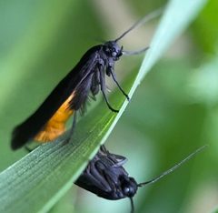 Scythris sinensis by (c) fuzzyspider, some rights reserved (CC BY), uploaded by fuzzyspider. Used under a CC-BY license.