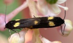 Scythris sinensis by (c) fuzzyspider, some rights reserved (CC BY), uploaded by fuzzyspider. Used under a CC-BY license.