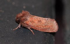 Acrolophus plumifrontella by (c) Jessica, some rights reserved (CC BY), uploaded by Jessica. Used under a CC-BY license.