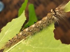 Olceclostera angelica by (c) Christopher Zacharias, some rights reserved (CC BY), uploaded by Christopher Zacharias. Used under a CC-BY license.