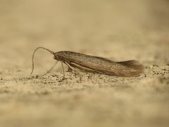 Coleophora by (c) Donald Hobern, some rights reserved (CC BY). Used under a CC-BY license.