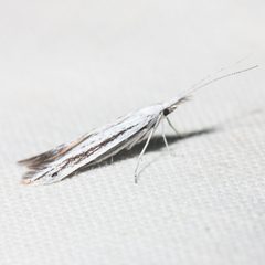 Coleophora by (c) Ken-ichi Ueda, some rights reserved (CC BY), uploaded by Ken-ichi Ueda. Used under a CC-BY license.