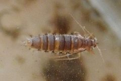 Acentria ephemerella by (c) Michal Maňas
, some rights reserved (CC BY). Used under a CC-BY license.