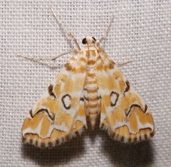 Elophila icciusalis by (c) Laura Gaudette, some rights reserved (CC BY), uploaded by Laura Gaudette. Used under a CC-BY license.