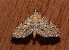Elophila icciusalis by (c) Laura Gaudette, some rights reserved (CC BY), uploaded by Laura Gaudette. Used under a CC-BY license.