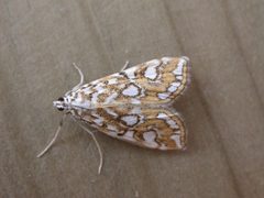 Elophila by (c) Donald Hobern, some rights reserved (CC BY). Used under a CC-BY license.