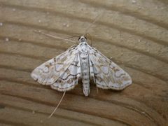 Elophila by (c) Donald Hobern, some rights reserved (CC BY). Used under a CC-BY license.