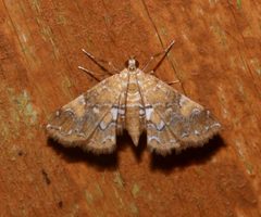 Elophila nebulosalis by (c) Laura Gaudette, some rights reserved (CC BY), uploaded by Laura Gaudette. Used under a CC-BY license.
