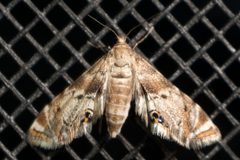 Petrophila fulicalis by no rights reserved, uploaded by Mirko Schoenitz. Used under a CC0 license.