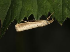 Agriphila straminella by (c) Donald Hobern, some rights reserved (CC BY). Used under a CC-BY license.