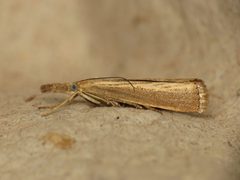 Agriphila straminella by (c) Donald Hobern, some rights reserved (CC BY). Used under a CC-BY license.