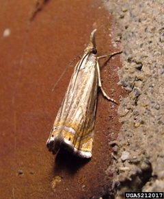 Chrysoteuchia topiarius by (c) Cheryl Moorehead, some rights reserved (CC BY). Used under a CC-BY license.