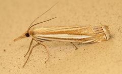 Crambus laqueatellus by (c) Nick Block, some rights reserved (CC BY), uploaded by Nick Block. Used under a CC-BY license.