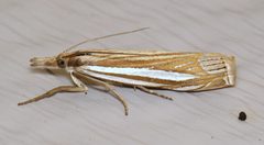 Crambus laqueatellus by (c) Nick Block, some rights reserved (CC BY), uploaded by Nick Block. Used under a CC-BY license.