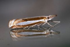 Crambus praefectellus by (c) Laura Gaudette, some rights reserved (CC BY), uploaded by Laura Gaudette. Used under a CC-BY license.