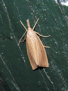 Diatraea saccharalis by no rights reserved, uploaded by Hugo Hulsberg. Used under a CC0 license.