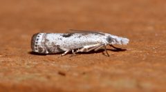 Microcrambus minor by (c) Laura Gaudette, some rights reserved (CC BY), uploaded by Laura Gaudette. Used under a CC-BY license.