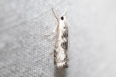 Microcrambus minor by (c) Henrique Pacheco, some rights reserved (CC BY), uploaded by Henrique Pacheco. Used under a CC-BY license.