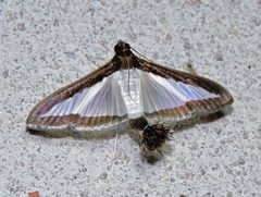 Diaphania hyalinata by no rights reserved, uploaded by Hugo Hulsberg. Used under a CC0 license.