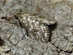 Evergestis by (c) SteveM4560, some rights reserved (CC BY), uploaded by SteveM4560. Used under a CC-BY license.