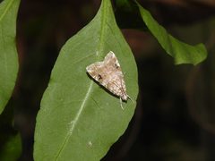 Hellula phidilealis by (c) Eduardo Luis Beltrocco, some rights reserved (CC BY), uploaded by Eduardo Luis Beltrocco. Used under a CC-BY license.