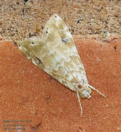 Hellula phidilealis by (c) John Rosford, some rights reserved (CC BY), uploaded by John Rosford. Used under a CC-BY license.