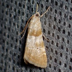 Hellula phidilealis by (c) Sue Carnahan, some rights reserved (CC BY), uploaded by Sue Carnahan. Used under a CC-BY license.