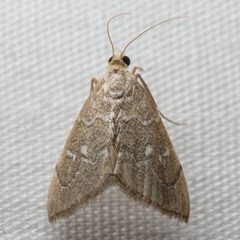 Nephrogramma separata by (c) Ken-ichi Ueda, some rights reserved (CC BY), uploaded by Ken-ichi Ueda. Used under a CC-BY license.