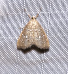 Nephrogramma separata by (c) Laura Gaudette, some rights reserved (CC BY), uploaded by Laura Gaudette. Used under a CC-BY license.