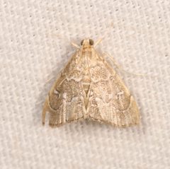 Nephrogramma separata by (c) Laura Gaudette, some rights reserved (CC BY), uploaded by Laura Gaudette. Used under a CC-BY license.
