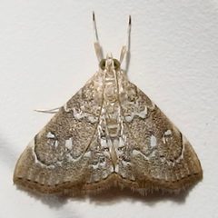 Nephrogramma separata by (c) Sue Carnahan, some rights reserved (CC BY), uploaded by Sue Carnahan. Used under a CC-BY license.