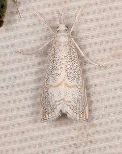 Haimbachia arizonensis by (c) Laura Gaudette, some rights reserved (CC BY), uploaded by Laura Gaudette. Used under a CC-BY license.