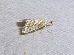 Leptosteges parthenialis by (c) Annika Lindqvist, some rights reserved (CC BY), uploaded by Annika Lindqvist. Used under a CC-BY license.