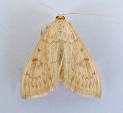 Hahncappsia mellinialis by (c) jimeckert49, some rights reserved (CC BY). Used under a CC-BY license.