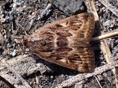 Loxostege brunneitincta by (c) Cricket Raspet, some rights reserved (CC BY), uploaded by Cricket Raspet. Used under a CC-BY license.