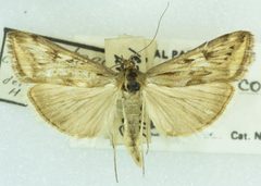 Loxostege commixtalis by no rights reserved, uploaded by Robbie Hannawacker. Used under a CC0 license.