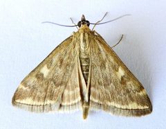 Loxostege munroealis by (c) jimeckert49, some rights reserved (CC BY). Used under a CC-BY license.
