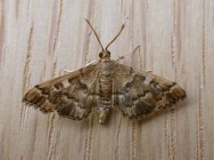 Nacoleia by (c) Donald Hobern, some rights reserved (CC BY). Used under a CC-BY license.